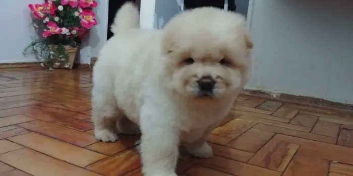 Chow Chow