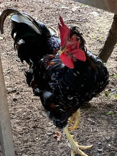 Galo GSB