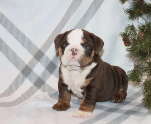 Bulldog Inglês,Bulldog Inglês Filhote Disponível Entrega Facilitada