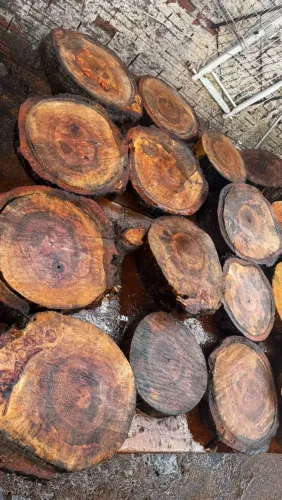 Bolacha de madeira araucária 