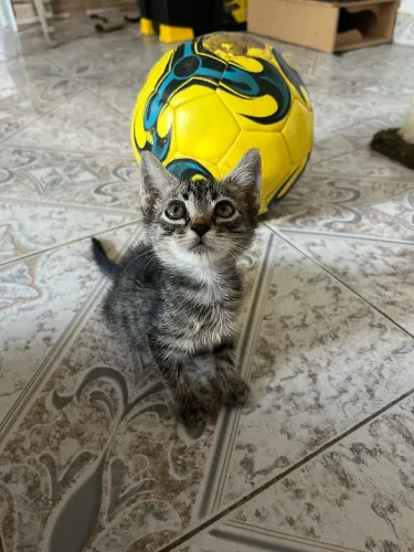 Doação adoção gatas fêmea
