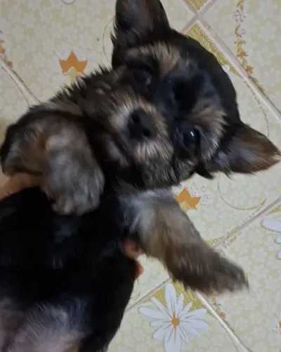 Yorkshire terrier ratinho baixinho