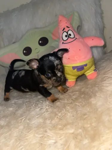 Chihuahua Merle pelo curto