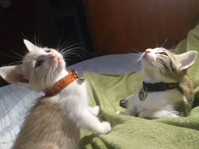 ADOÇÃO,MACHO AMARELO E FÊMEA TRICOLOR SÃO BEM PEQUENOS PELA IDADE