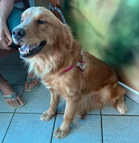 Vendo golden femea de 2 anos