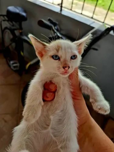 Gatinhos para adoção