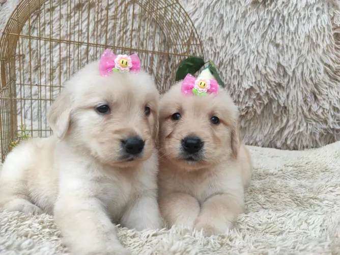 Filhotes de Golden retrievier disponível pra venda