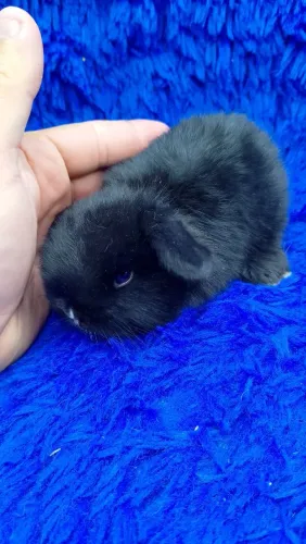 Mini coelho pra criança