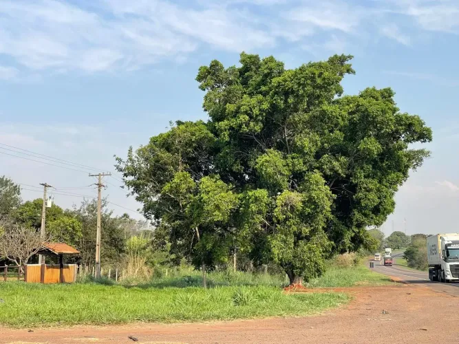 Área Estratégica de 9 Hectares Frente para a BR-163