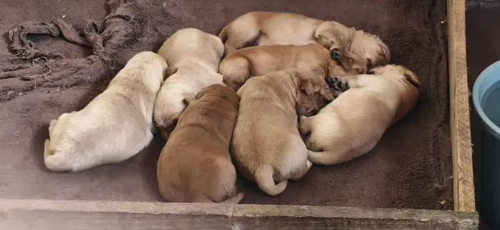 Filhotes de Golden retriever