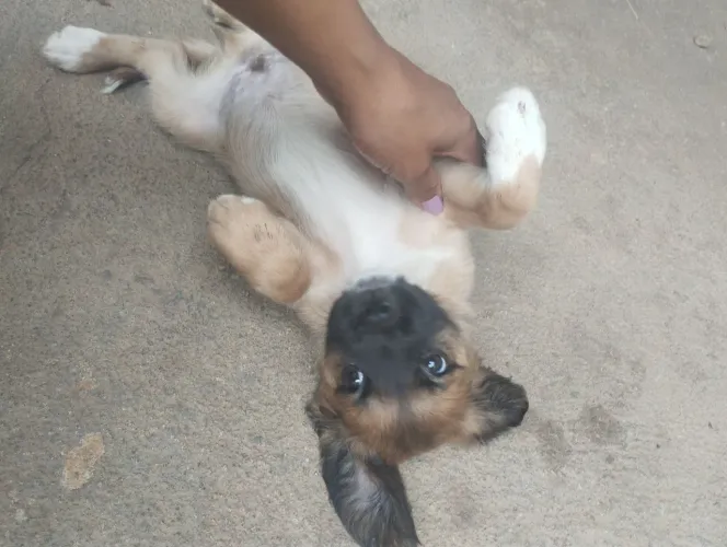 Cachorro macho porte  pequeno /médio 
