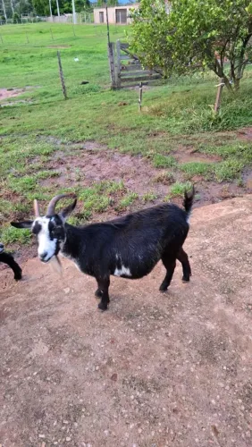 Mini Cabra/ Micro cabra