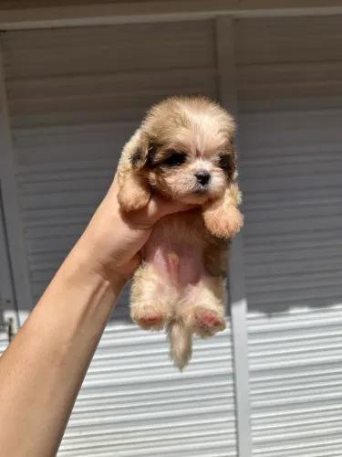 SHIH TZU 