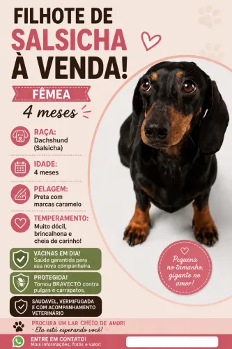 ? À VENDA - LINDA CACHORRINHA SALSICHA (DACHSHUND)! ? 4 Meses