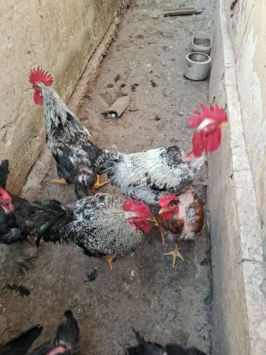 Galinhas e galos
