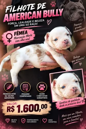 American Bully