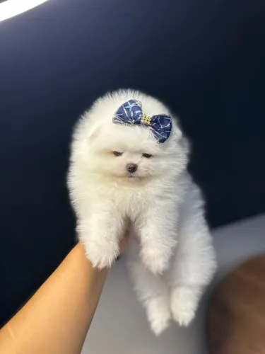 LULU DA POMERÂNIA URSINHO!!!!