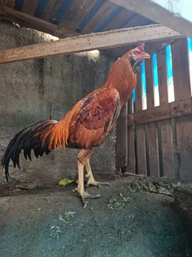 Galo indio