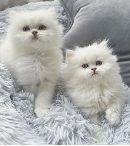 Belos Gato Persa Disponíveis 