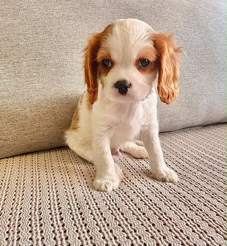 FILHOTE DE CAVALIER KING CHARLES SPANIEL