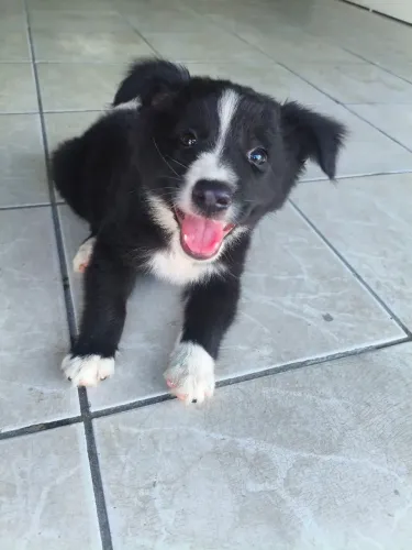 Filhote de border collie