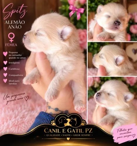Lulu da Pomerania / Spitz Alemão Anão