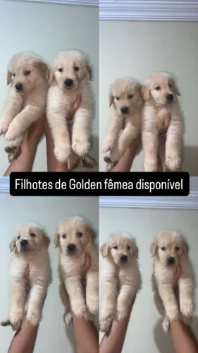 Filhotes de Golden Fêmeas