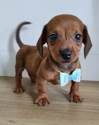 Filhotes de dachshund Basset salsichinha tekel anão raça pura