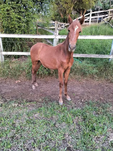 Potro filho do Fajardo do Timbó!!!