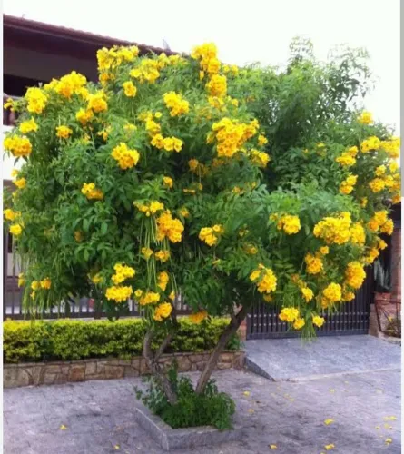 Mudinha de Ipê de Jardim em CG