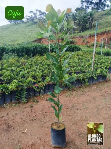 Plantas frutíferas,ornamentais e nativas 