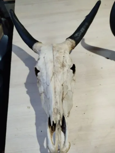 Crânio de boi / touro para decoração