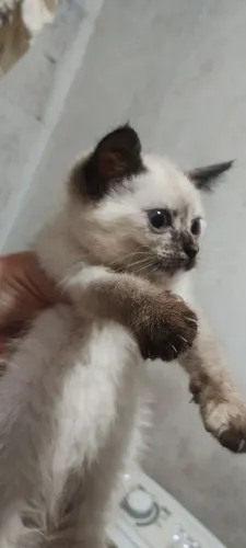 Doação duas gatas