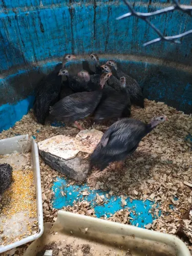 Galinha de Angola 