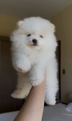 Lulu da Pomerânia Branca Anã Fêmea | Pedigree | Spitz Alemão