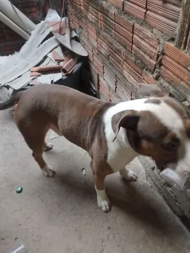 Estou doando um cachorro da raça Pitbull