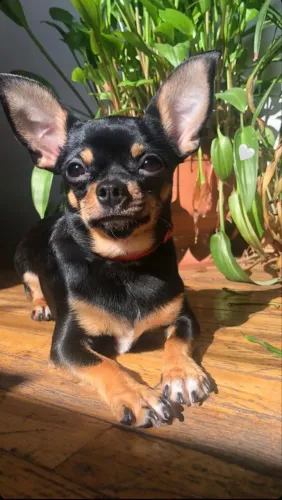 Filhotes De Pinscher - Seus Melhores Dias Começarão Ao Lado De Um Filhote Brincalhão