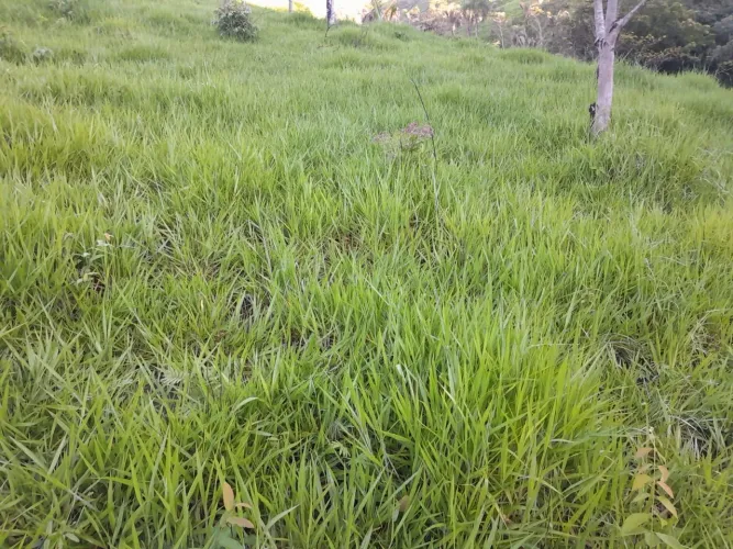 Fazenda 53 alqueires
