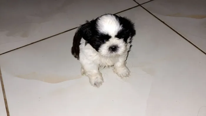 Shihtzu Macho