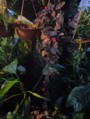 Plantas 