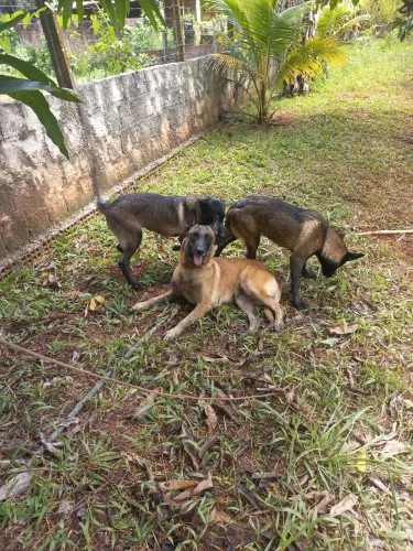 Pastor malinois com 4 meses Já com a terceira dose da vacina