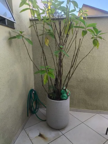 Planta de quintal