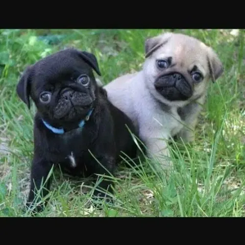 Pug Macho e Fêmea