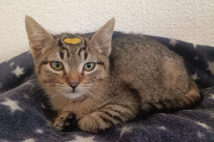 Doação de gatinhos de 60 dias