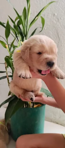 Filhotes Golden Retriever