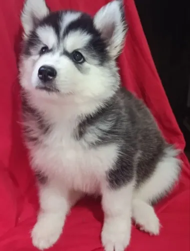 Husky Siberiano Puro