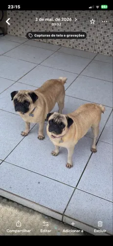 Pug casal 