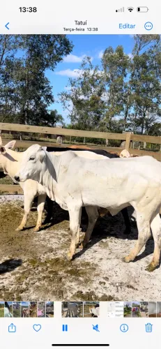 03 novilhas e 01 vaca a venda em Tatuí Sp