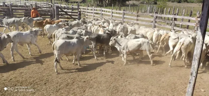Vendo!!! fazenda Pantaneira de 87.945 hec. na região da cidade de Poconé MT