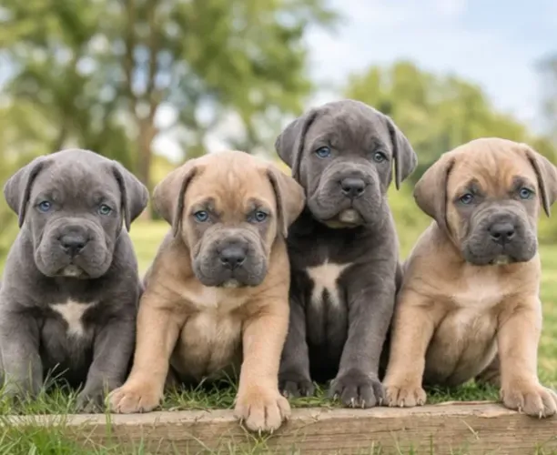 Cane Corso,Cane Corso Filhote Disponível com Entrega Facilitada e Segurança
